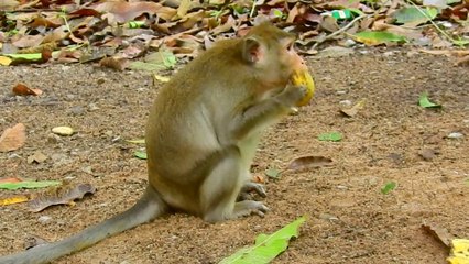 TOMA AND TOBIAS SHARE SOME FOOD TO SMALL BABY ANISSA