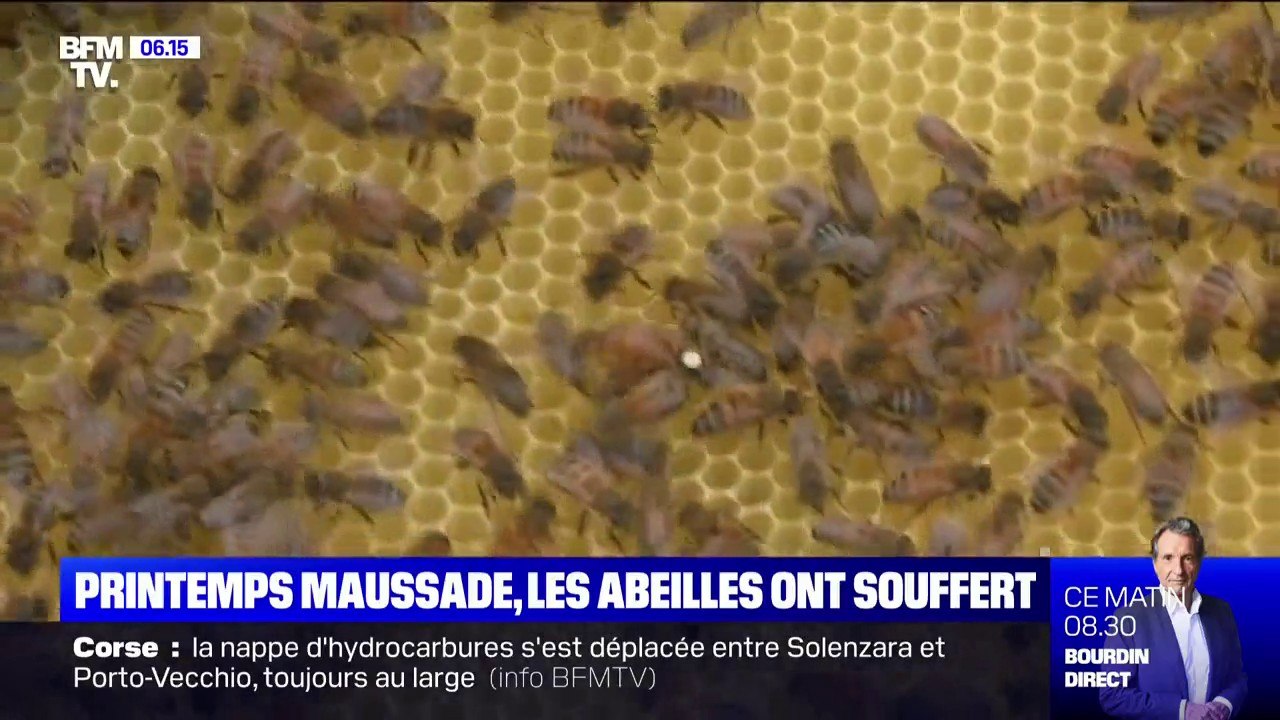 Avec un printemps pluvieux et froid, les abeilles ont beaucoup souffert