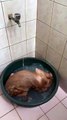 Doggy Turns Bath Into Swimming Pool