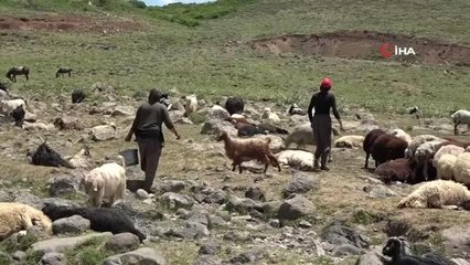 Berivanların at sırtındaki zorlu süt sağım mesaisi