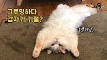 그루밍하다 방전되는 고양이 병원 데려갔더니 수의사가 한 말