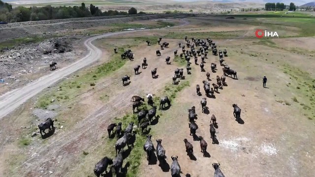 Erzurum’da mandaların keyifli göl banyosu görsel şölen sunuyor