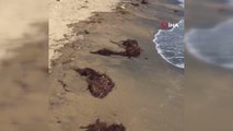 Marmara'da deniz salyası, İzmir'de Sargassum tehdidi