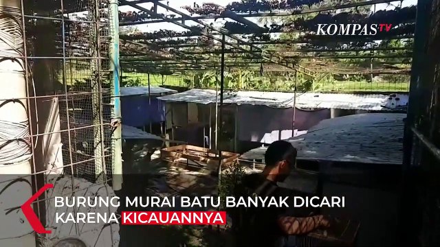 Ide Bisnis: Untung Besar dengan Ternak Burung Murai Batu