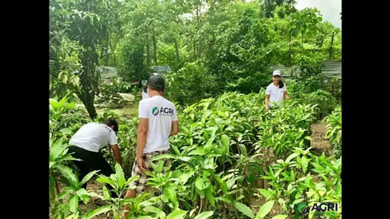 Mango Development Nursery, Philippines