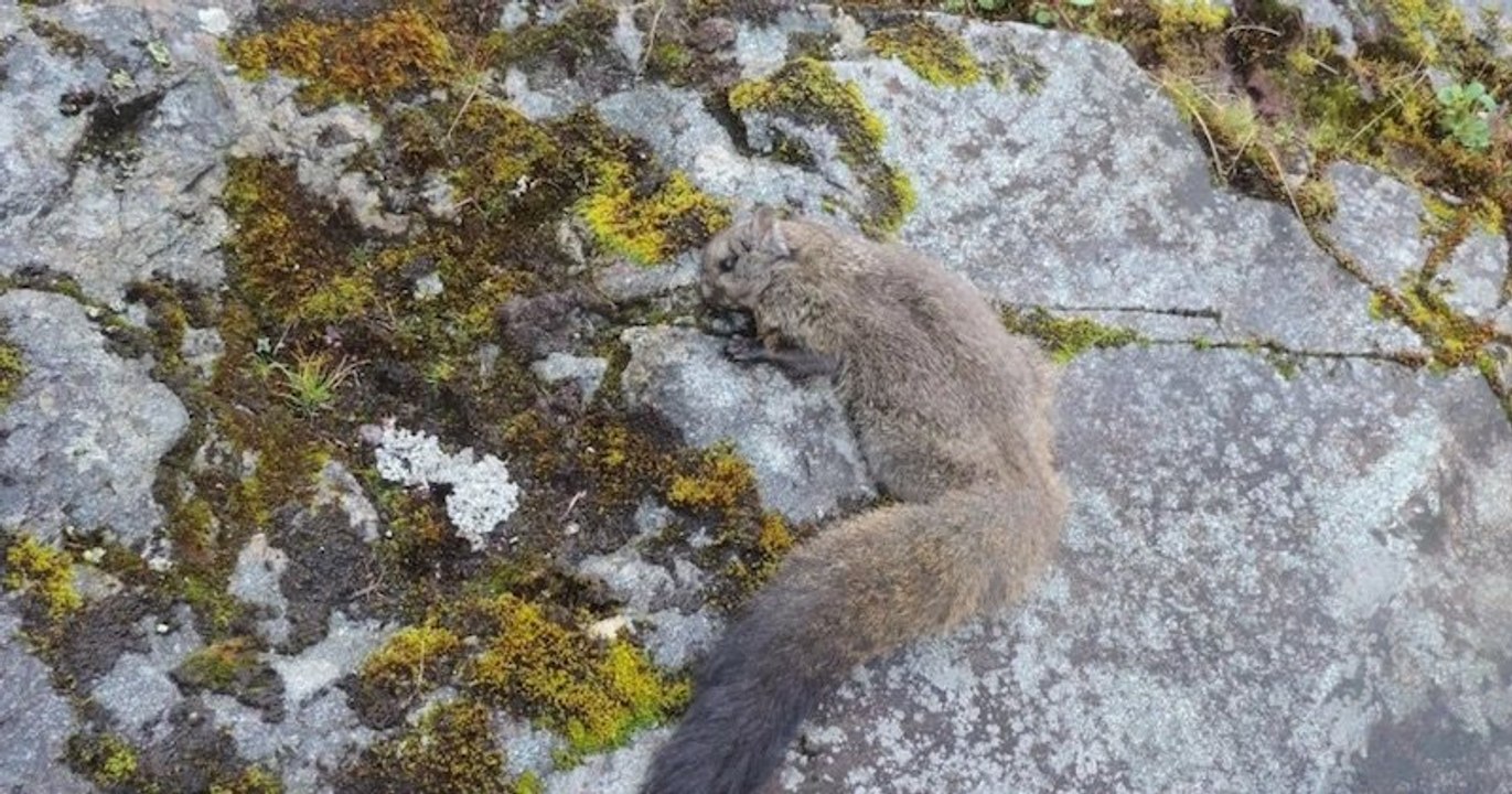 Deux nouvelles espèces d'écureuils volants ont été identifiées dans l'Himalaya