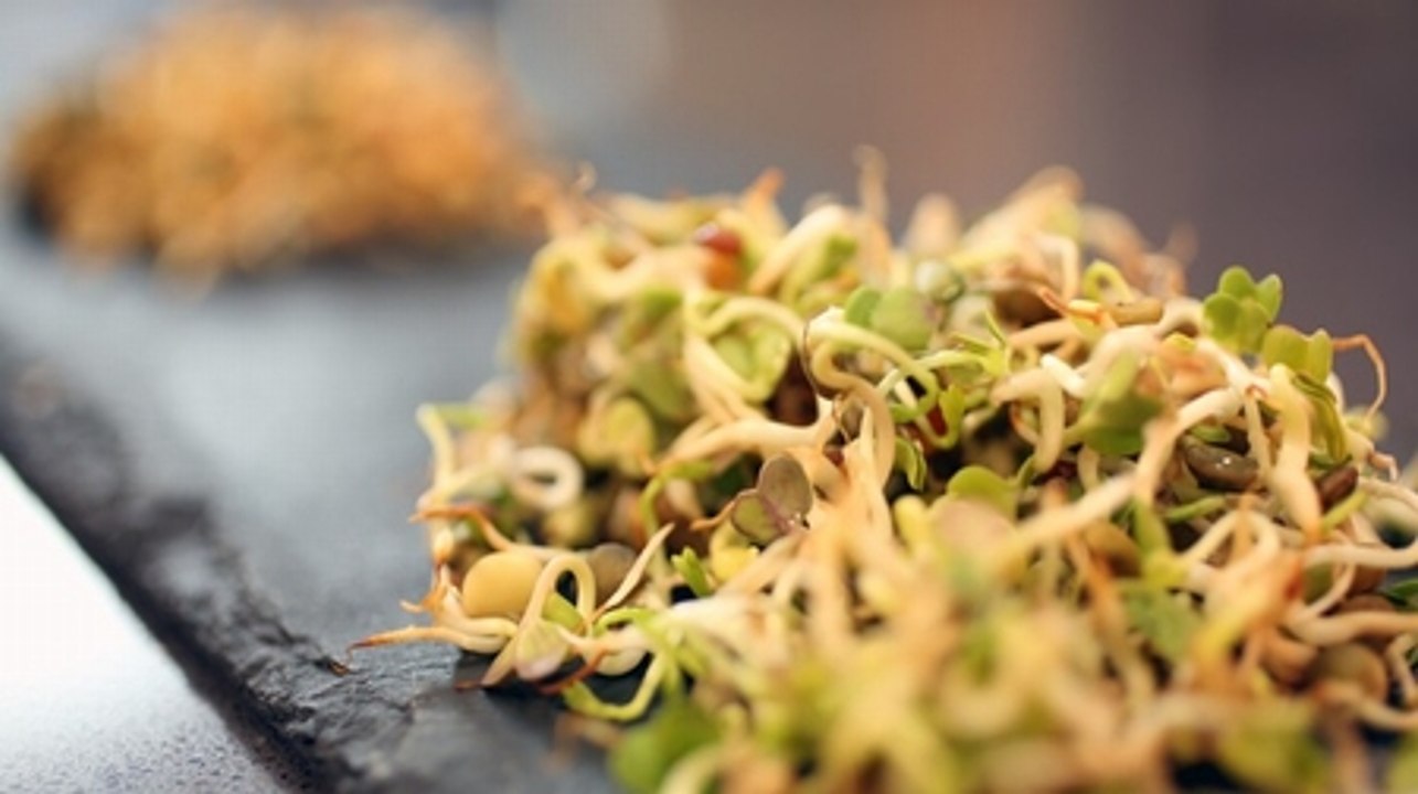 Graines germées : comment faire pousser des graines germées chez soi