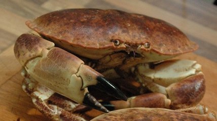 Cuisson tourteau : comment cuire un tourteau en vidéo