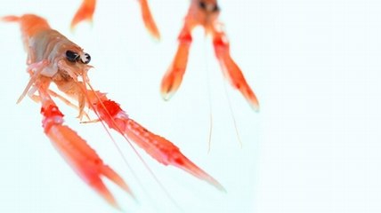Langoustine crue : décortiquer une langoustine crue en vidéo