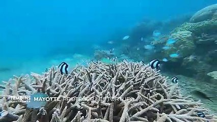 Mayotte - Protéger les tortues