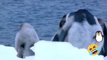 pinguins caindo