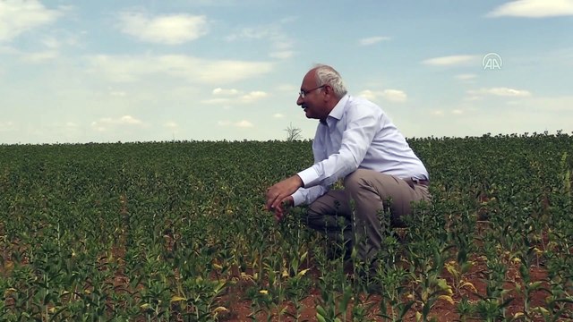 KIRIKKALE - 11 bin dekar alanda tıbbi ve aromatik bitki yetiştiriliyor