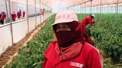 HATAY - Uygulamalı tarım ve hayvancılık eğitimi istihdam kapısı oldu