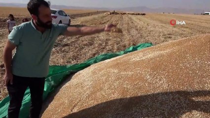 Buğdaydan istediği verimi alamayan çiftçi, gözlerini samandan gelecek gelire çevirdi