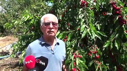 Kiraz üreticisi pazar için destek bekliyor