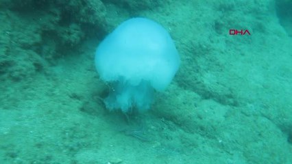 CARETTALAR, ANTALYA KÖRFEZİ'Nİ DENİZANASI İSTİLASINDAN KORUYOR -ARŞİV