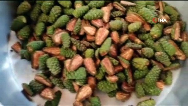 Çam ağaçlarından toplanıp kaynatılıyor, kilogramı 100 TL'den satılıyor- Her derde şifa bağışıklık deposu çam kozalağı pekmezi- 8 saat odun ateşinde kaynatılıp küçüklerinden reçel büyüklerinden pekmez yapılı...