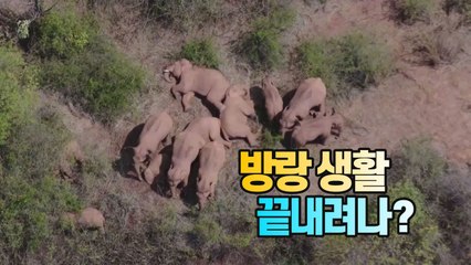 [세상만사] 중국 야생코끼리, 방랑 생활 끝내려나? ...위시에서 5일간 머물러 / YTN