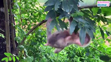 baby monkey helps dad take care of ducks
