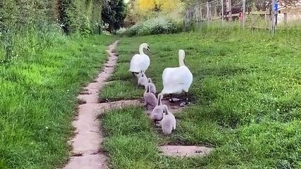 Swans dance on Pocklington towpath