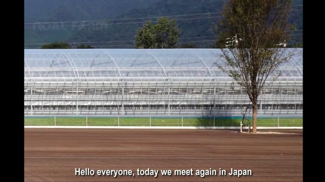 Awesome Hanging Hydroponic Melon Greenhouse - Japan Agriculture Technology - Hanging Melon Harvest