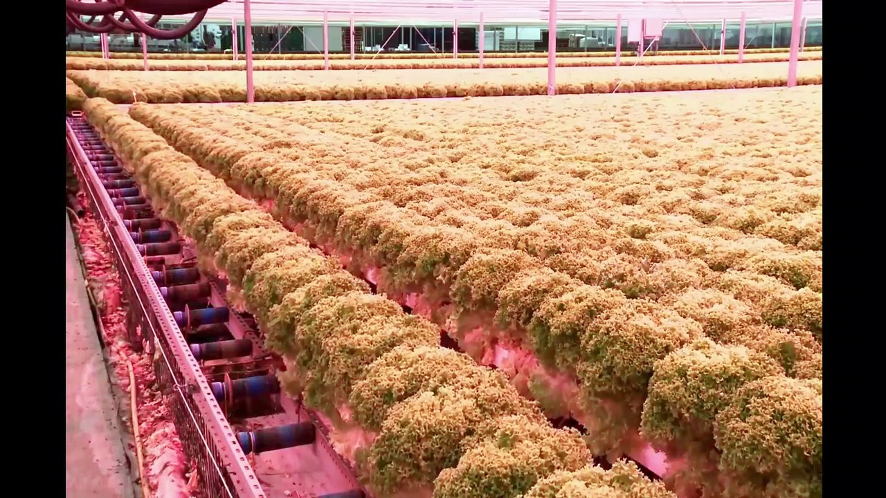 Floating hydroponic vegetables cultivation - Growing vegetables on the water - Modern Agriculture