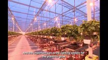 Awesome Hydroponic Strawberries Farming - Modern Agriculture Technology - Strawberries Harvesting