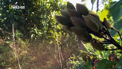 Wild Amazon + 狂野亚马逊