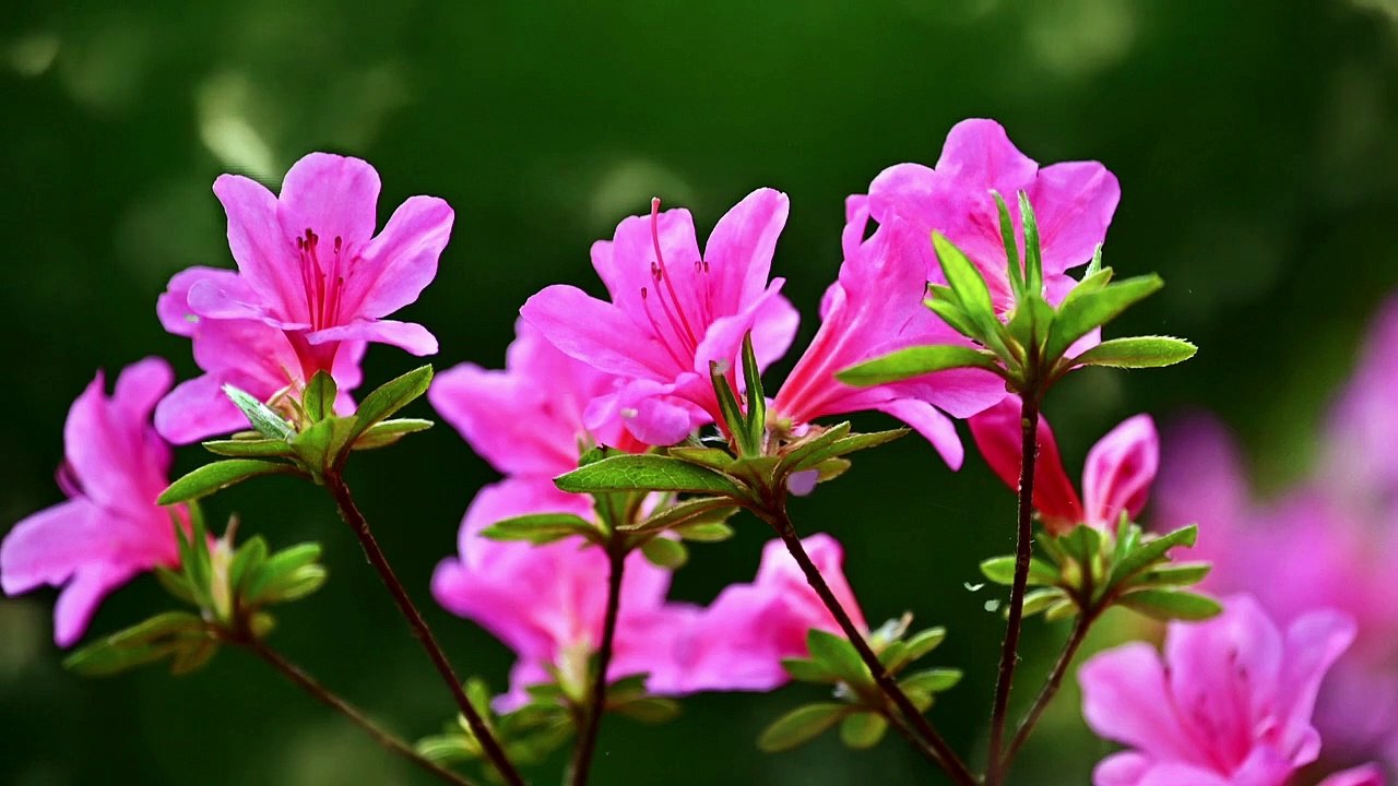 Beautiful Soothing Relaxing Music for Stress Relief, Calming Music, Meditation, Relaxation, Sleep