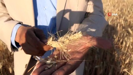 Kuraklık ekmeklik buğdayı vurdu