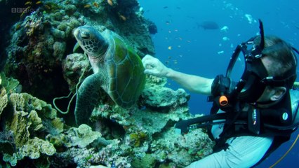 Wonders of The Great Barrier Reef