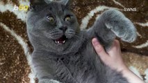 Rescued Stray Cat Finds Internet Fame Because of Permanent Shocked Face!