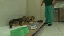 Avcılar'da zehirlenen yavru köpekler belediye ekiplerince kurtarıldı