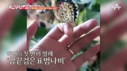 아내의 새로운 취미는 바로 벌레?!아내의 반려벌레를 소개합니다
