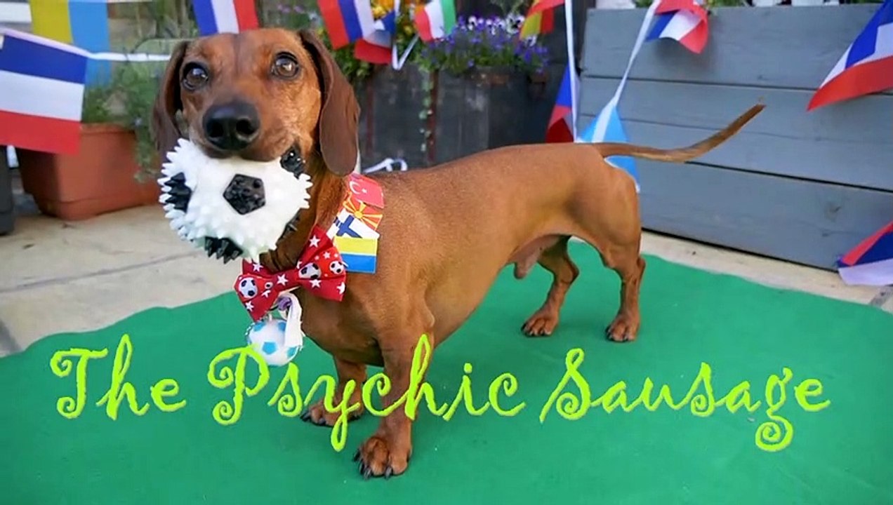 EURO2020: Dackel R2D2 sagt Spielausgang voraus - und liegt treffsicher daneben