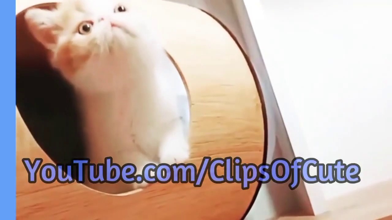 Cute BabyCat Scared from Parrot | Cute Kitten Playing with Toy | Cats Watching Tom & Jarry Cartoon