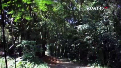 Download Video: Bunga Bangkai Langka Mekar di Hutan Pontianak