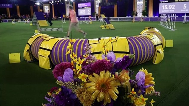 USA : les chiens reprennent du service pour l'expo canine la plus prestigieuse du pays