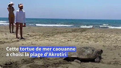 Une tortue de mer pond des œufs sur une plage de Chypre