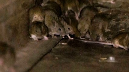 Australie : les agriculteurs face à «la pire invasion de souris jamais enregistrée»