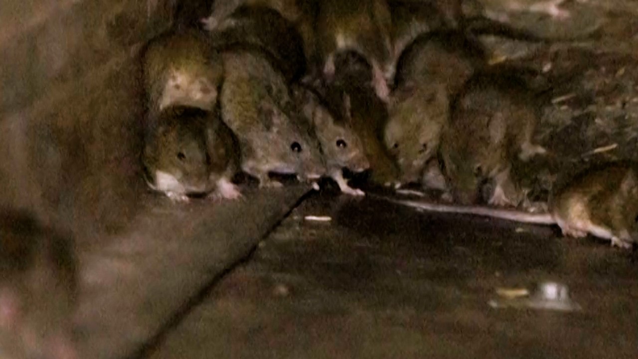 Australie : les agriculteurs face à «la pire invasion de souris jamais enregistrée»