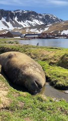 Southern Elephant Seal Snores on Sunny Day