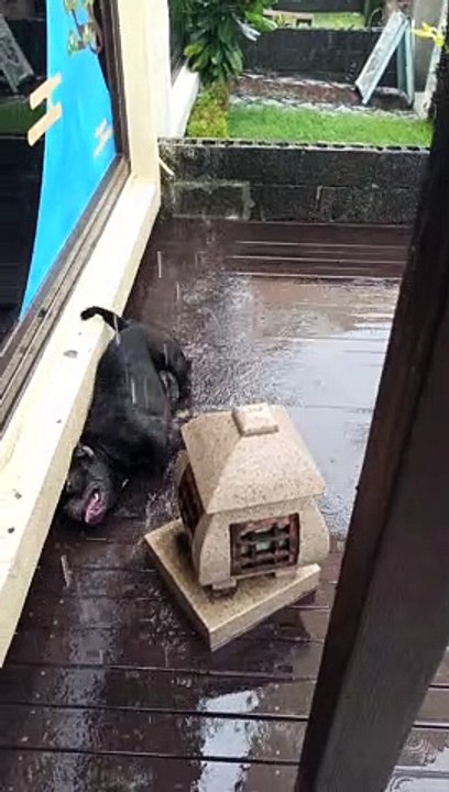 Belly Rubs from Rain Drops