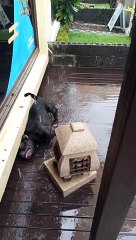 Belly Rubs from Rain Drops