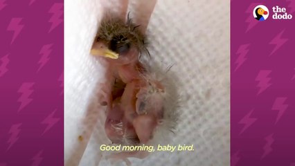 Tiny Featherless Finch Grows Up So Quickly With Help From A Friend _ The Dodo Little But Fierce # Animal Lovers