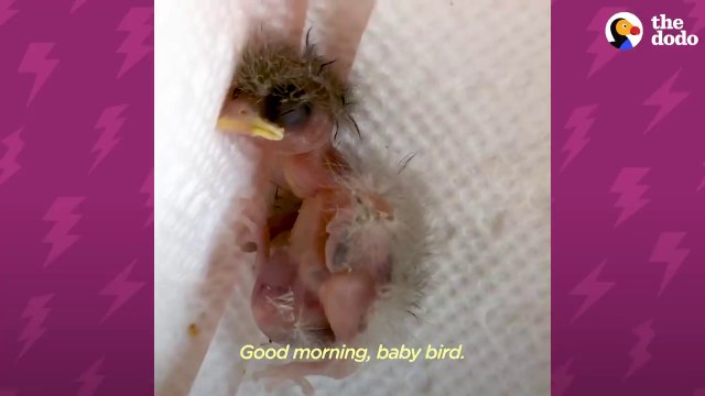 Tiny Featherless Finch Grows Up So Quickly With Help From A Friend _ The Dodo Little But Fierce # Animal Lovers