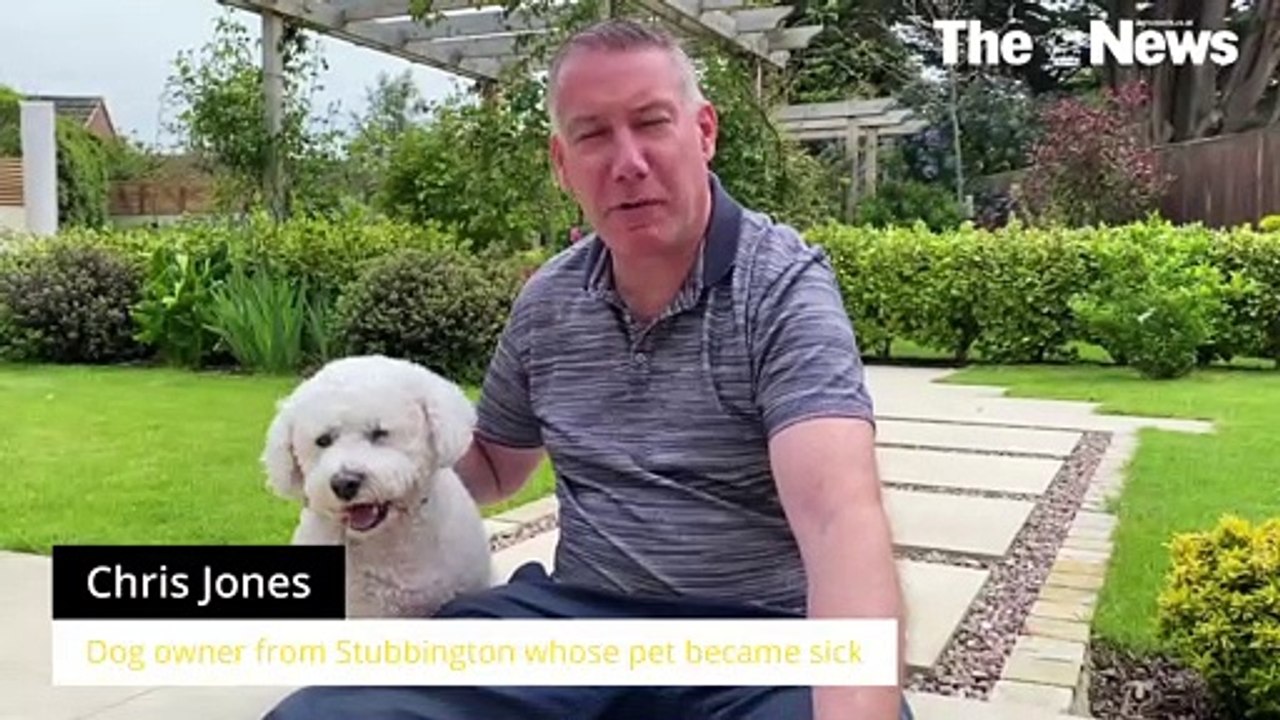 Sick_dogs