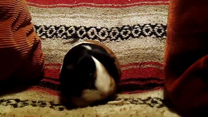 CAVIA PORCELLUS PARSLEY 102_5374