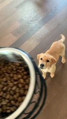 Hungry Pup Jumps into Kennel for Food
