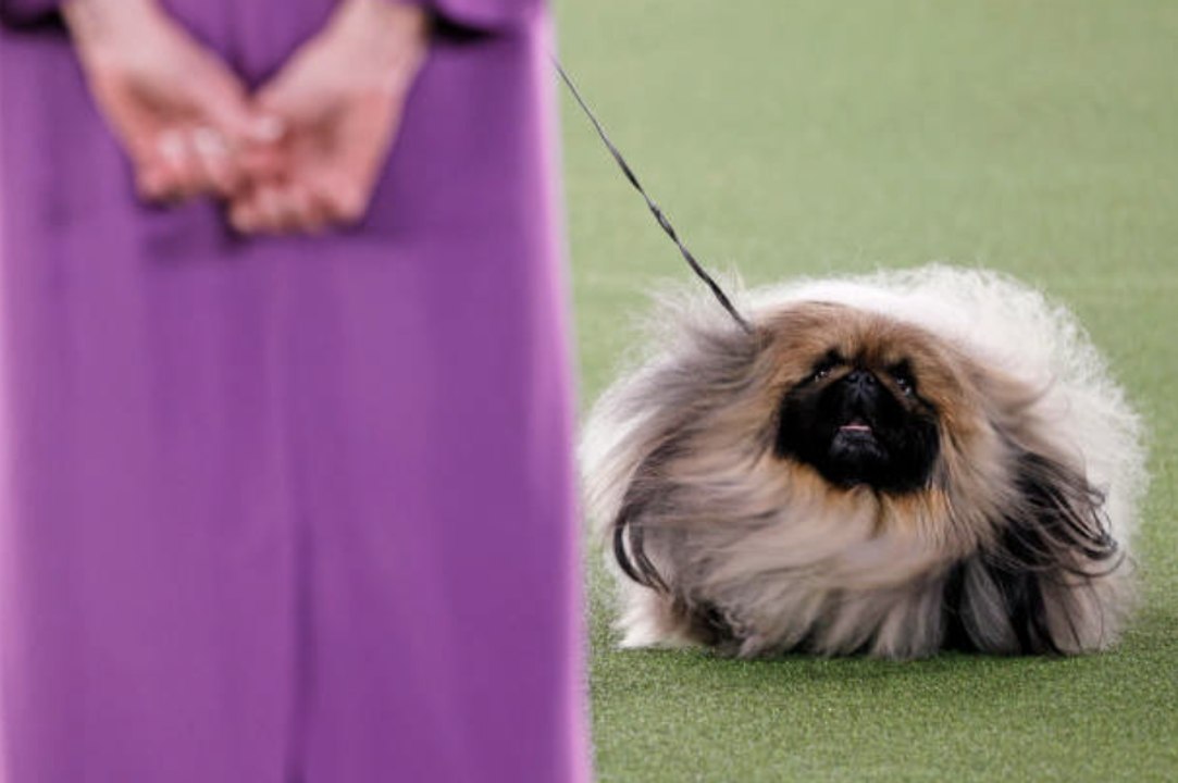 Wasabi the Pekingese Named Best in Show at Westminster Dog Show